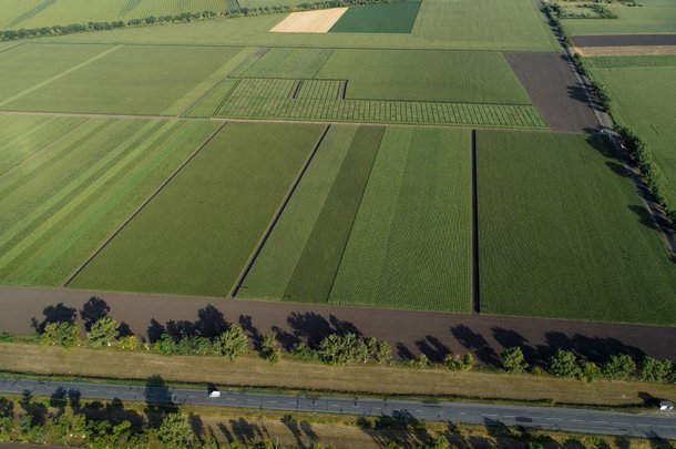Тіньова оренда сільськогосподарських земель в Україні складає 70 млрд грн