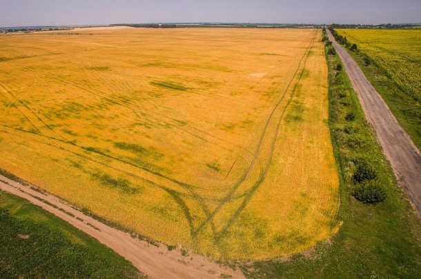 На Одещині СБУ блокувала незаконне привласнення сільгоспземель на понад 80 млн грн