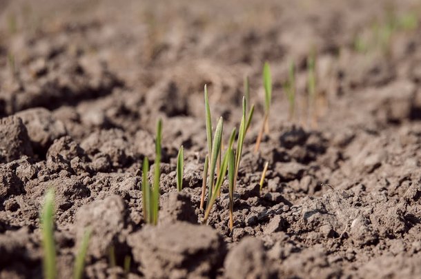 В Україні критично знизився рівень зволоження ґрунту