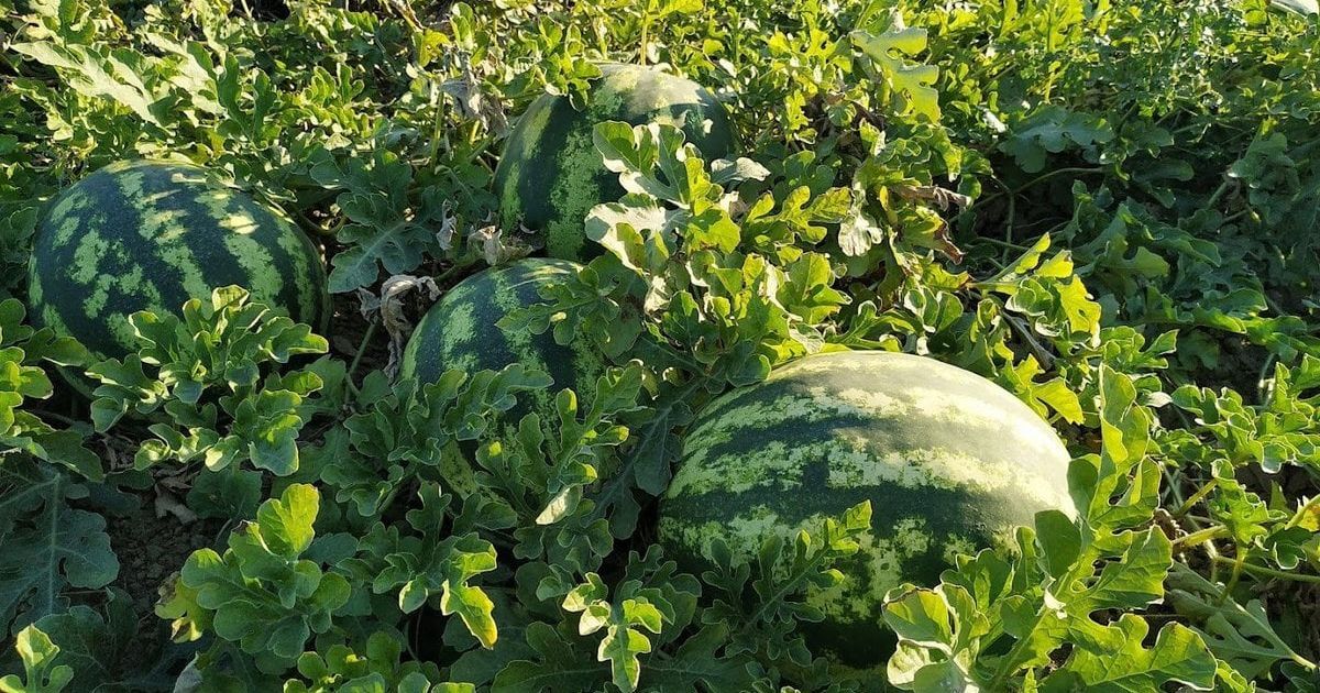 Подкормка арбузов народными средствами для сладкого урожая