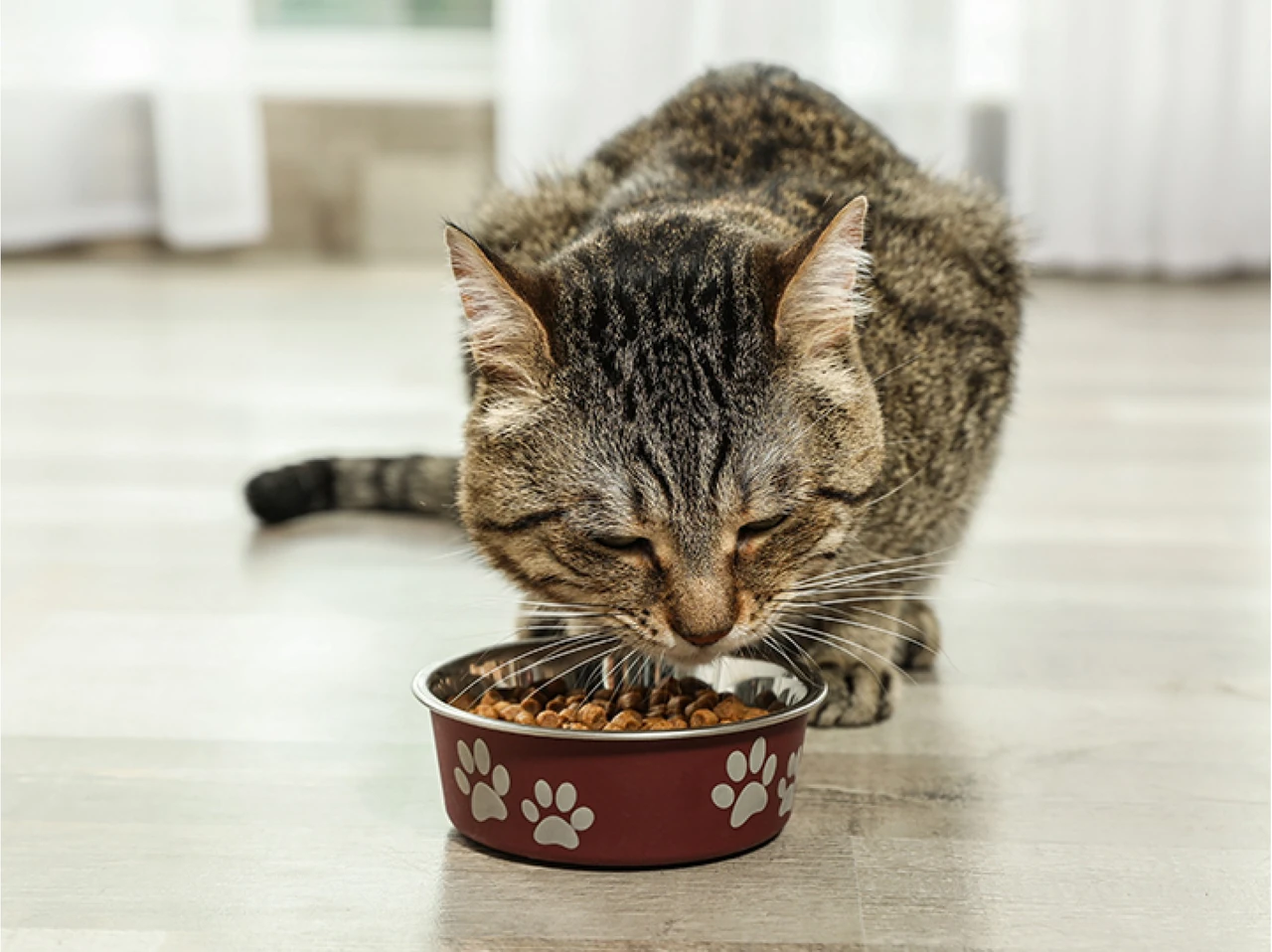 Какую кашу можно котам: полный гид по безопасным крупам и рецептам
