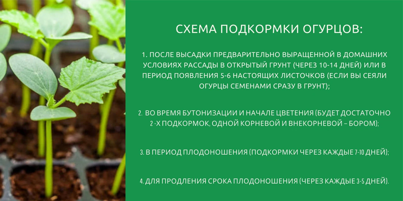 Чем подкормить огурцы на каждом этапе роста