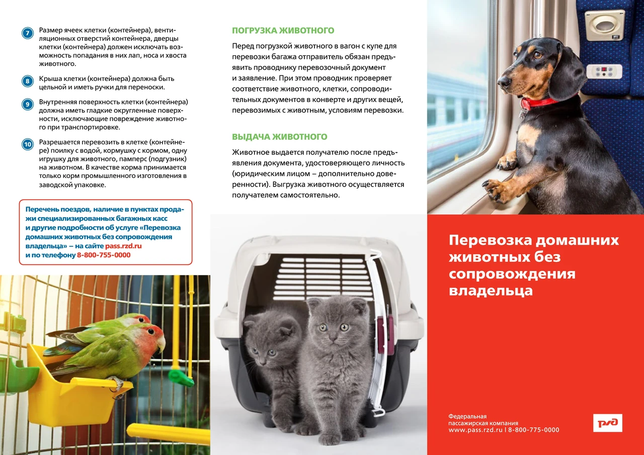 Як перевозити кота в поїзді за правилами РЖД