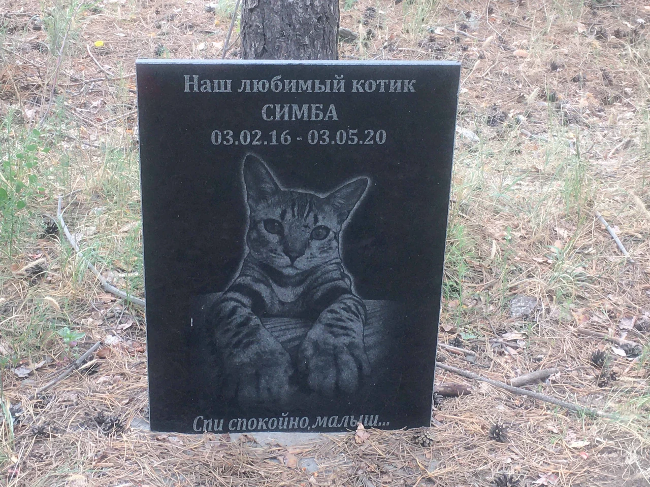 Як поховати кота: законні способи та важливі деталі