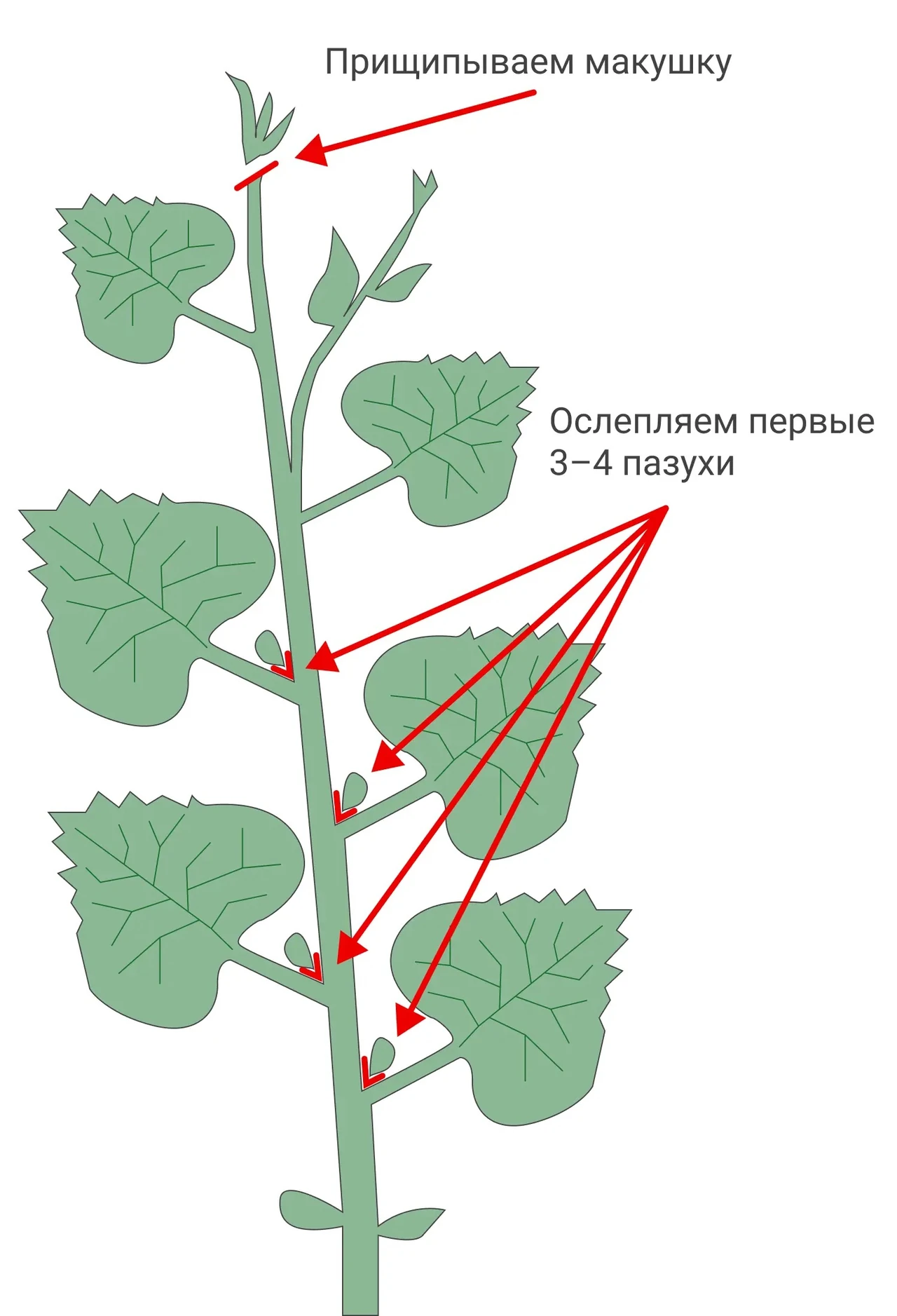 Как прищипывать огурцы: пошаговая схема куста