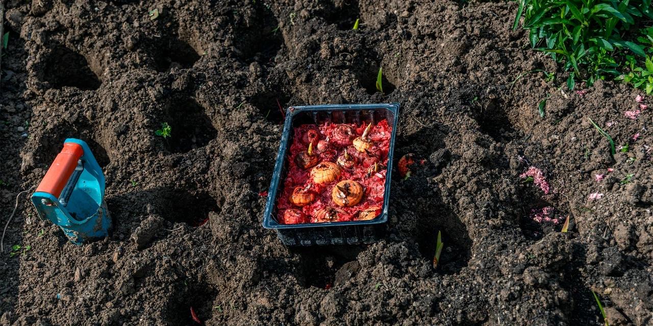 Посадка гладіолусів навесні у відкритий ґрунт