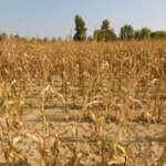 Поле висохлої кукурудзи з коричневим листям і сухим ґрунтом під ясним небом