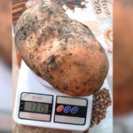 На Прикарпатье обычная картошка выросла до 1,3 кг