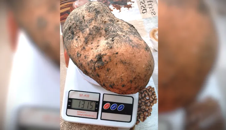 На Прикарпатье обычная картошка выросла до 1,3 кг