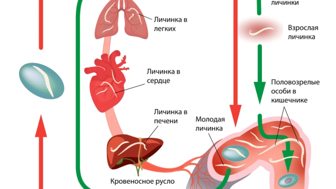 Нематода: скрытый мир круглых червей