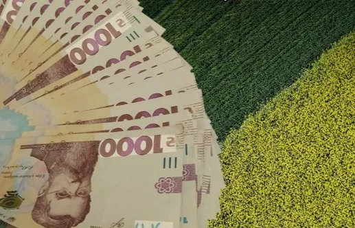 Віяло банкнот 1000 гривень на зеленому полі з жовтою смугою ріпаку
